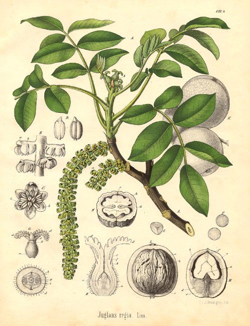 21927juglandaceae-juglans-regia