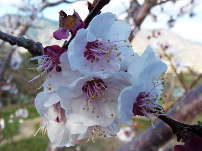 p1040524apricotclose1