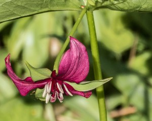 Last of the Wake Robins