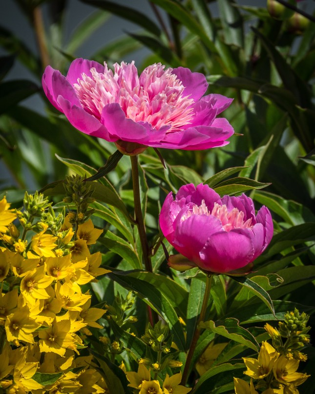 Dahlias and Yellow Loosestrife